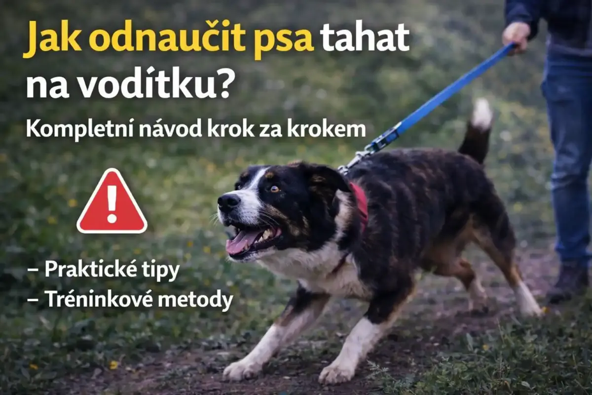 Jak odnaučit psa tahat na vodítku (pes tahá na vodítku)