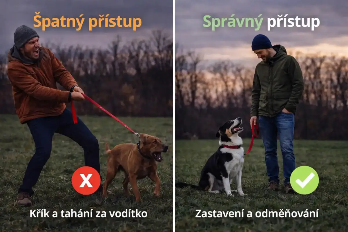 Jak odnaučit psa tahat na vodítku – správný trénink v praxi