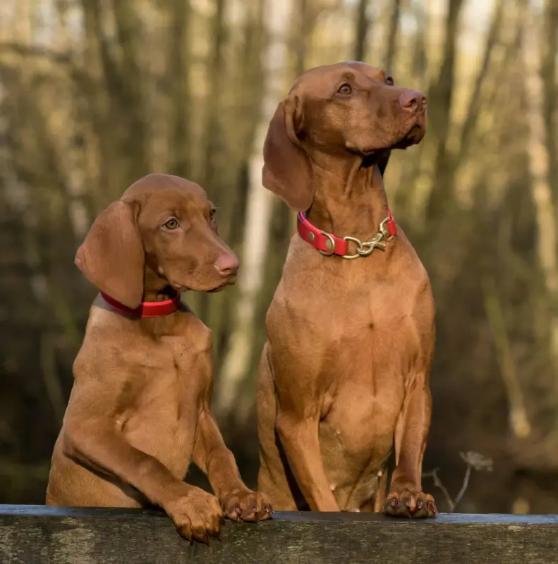 🐕 Jak vybrat správný obojek pro psa – kompletní průvodce